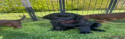 Flat coated Retriever dogs for sale: Flat coated retriever  - Advert 5