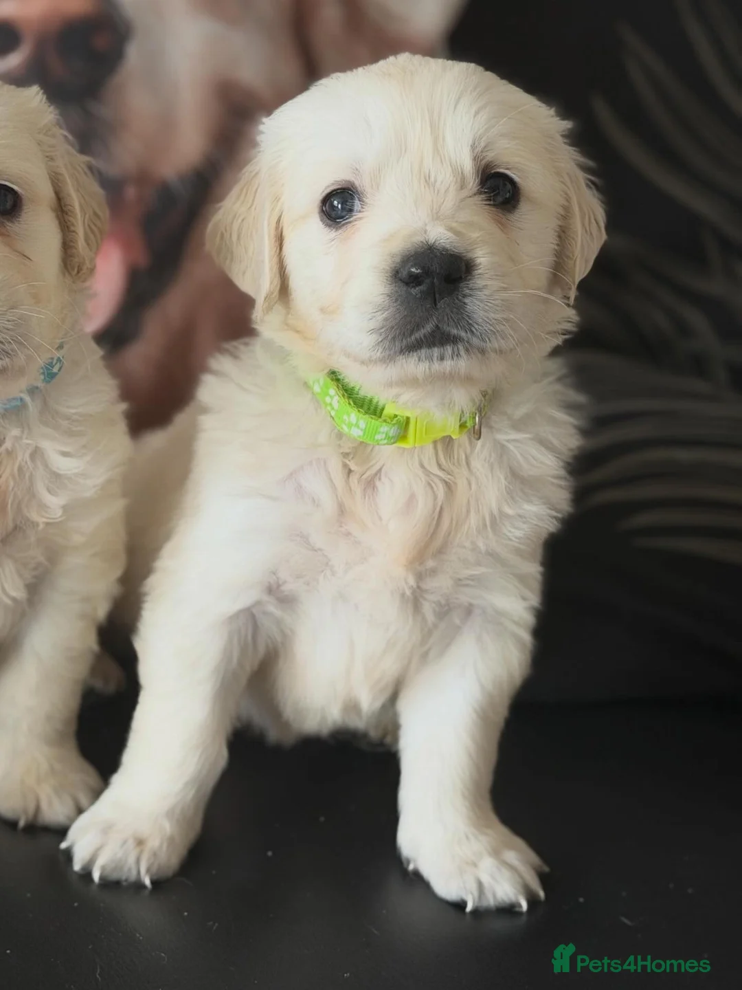 Golden Retriever dogs for sale: KC WHITE RETRIEVERS FULLY HEALTH TESTED  - Advert 1