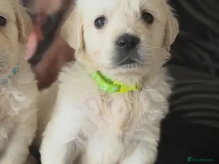 Golden Retriever dogs KC WHITE RETRIEVERS FULLY HEALTH TESTED - Advert 4