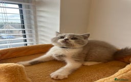 British Shorthair cats for sale: 🐻 STUNNING GIRL GCCF REGISTERED REDUCED LAST 1 🐻 - Image 18
