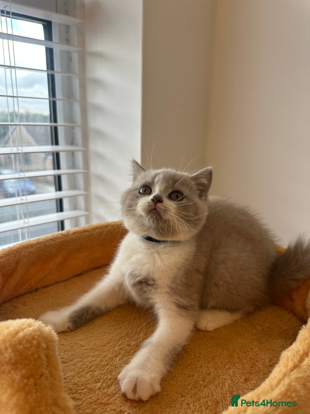 British Shorthair cats for sale: 🐻 STUNNING GIRL GCCF REGISTERED REDUCED LAST 1 🐻 - Image 18