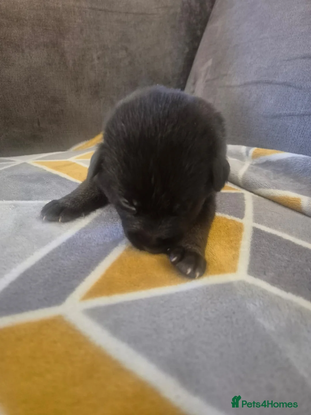 Mixed Breed dogs for sale: READY NOW! Stunning litter of puppies!! - Advert 18