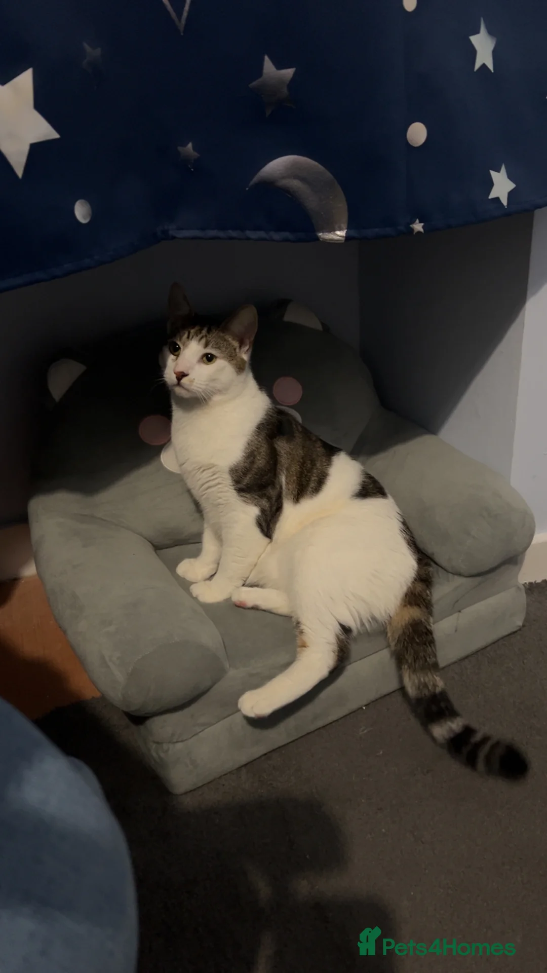 Mixed Breed cats for sale: Cute male cat. - Advert 3