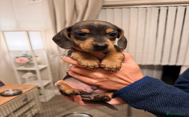 Dachshund dogs - Advert 14