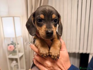 Dachshund dogs - Advert 9