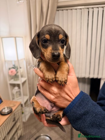 Dachshund dogs - Advert 14