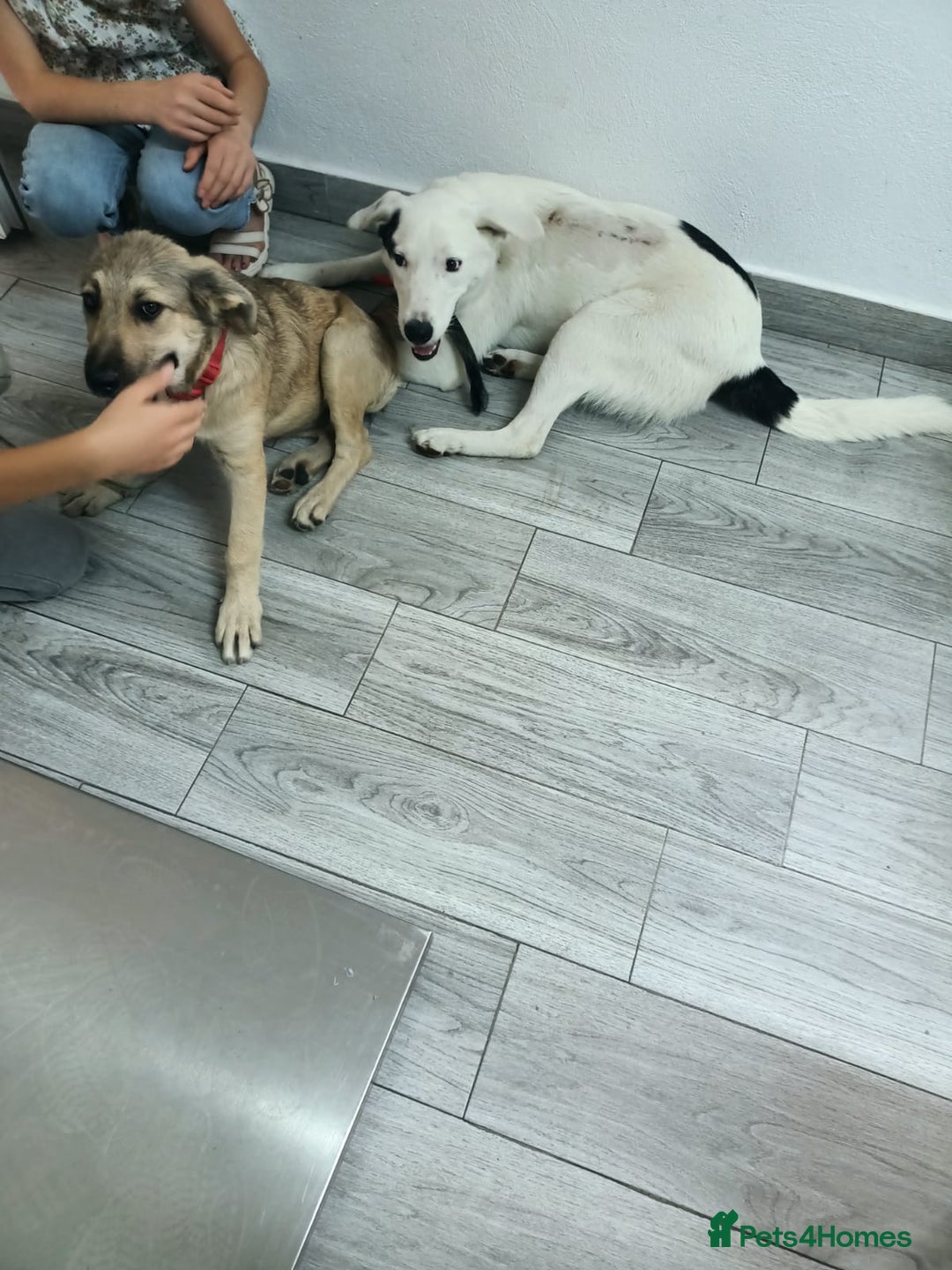 Mixed Breed dogs for adoption: 🌸 MEET BIANCA - a Gentle Girl for a Loving Family - Advert 11