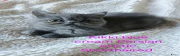 Persian cats for sale: STUNNING GCCF PERSIAN EXOTIC BABIES - Advert 17