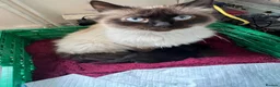 Mixed Breed cats for sale: little Brown/black long haired kitten - Advert 1