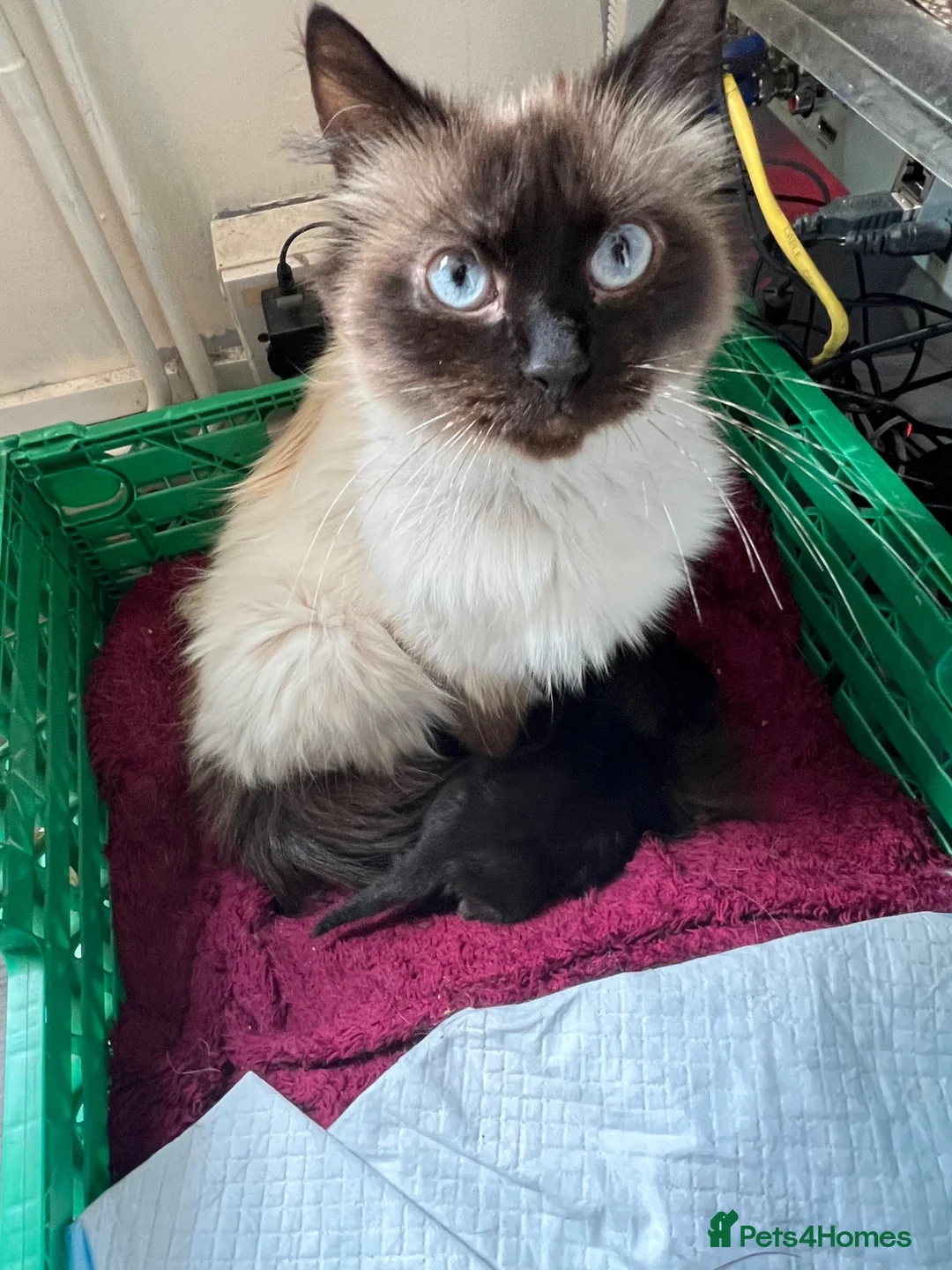 Mixed Breed cats for sale: little Brown/black long haired kitten - Advert 1