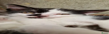 Stewie 