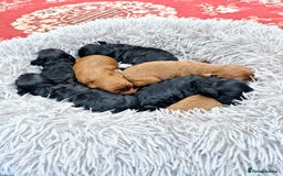 Cavapoo dogs for sale: Top quality cavapoo pups health test KCreg parents - Image 7