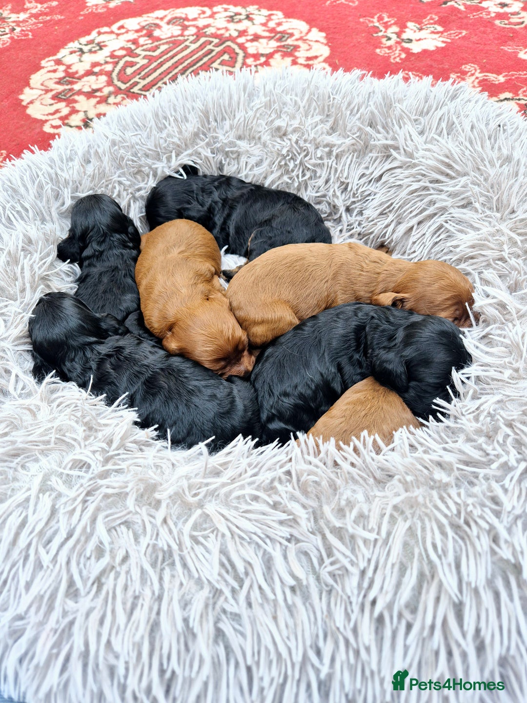 Cavapoo dogs for sale: Top quality cavapoo pups health test KCreg parents - Image 7