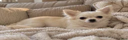 Chihuahua dogs for sale: Exclusive KC reg long coat Chihuahua boys  - Advert 28