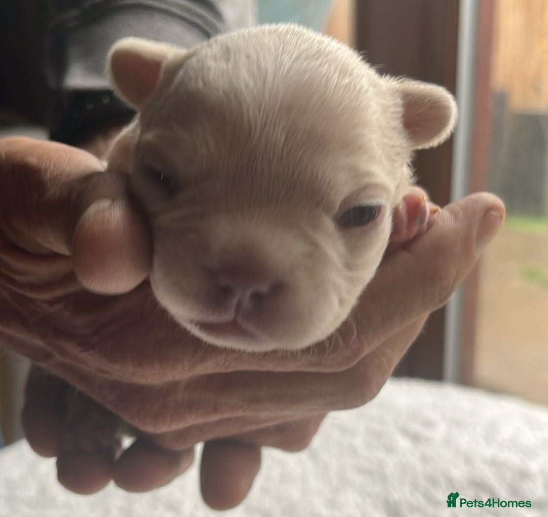French Bulldog dogs for sale: 7 Stunning Babies ❤️💙 - Image 6