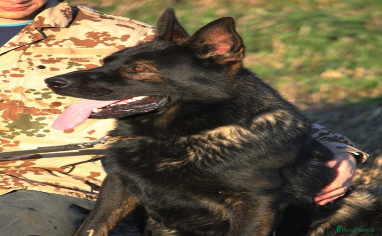 German Shepherd dogs Top quality GSD Female for sale - Advert 2