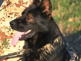 German Shepherd dogs Top quality GSD Female for sale - Advert 6