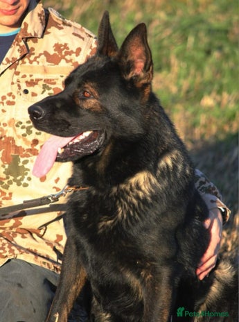 German Shepherd dogs Top quality GSD Female for sale - Advert 1