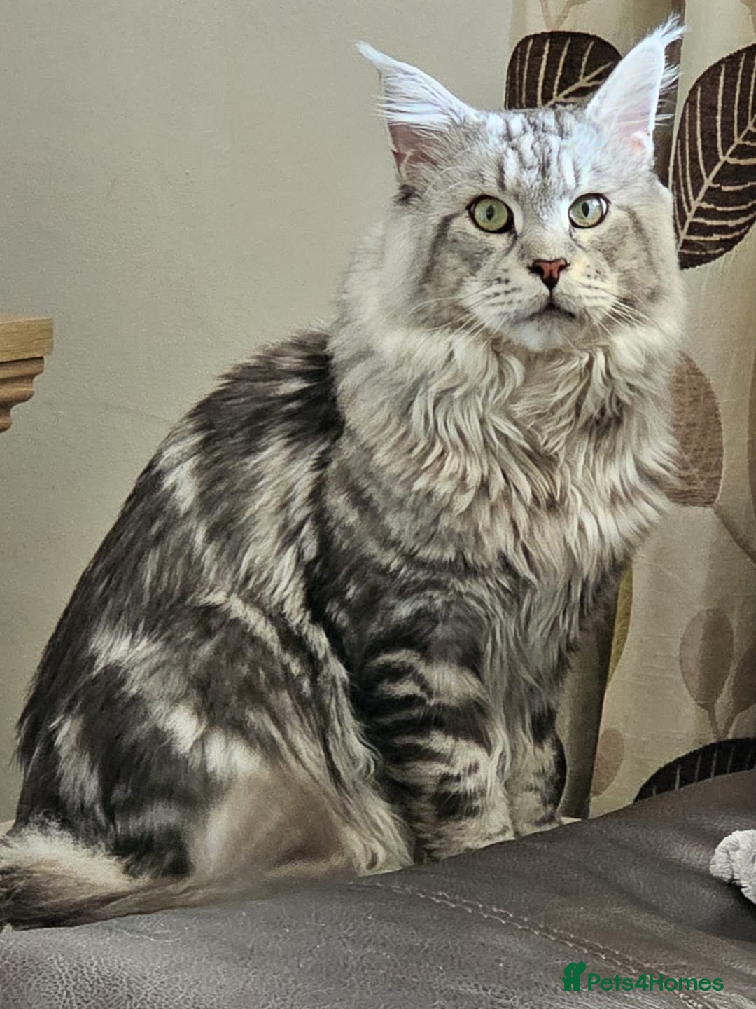 Maine Coon cats for stud: STUNNING SILVER MAINECOON FOR STUD - Advert 1