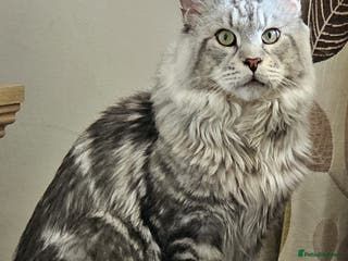 Maine Coon cats STUNNING SILVER MAINECOON FOR STUD - Advert 16