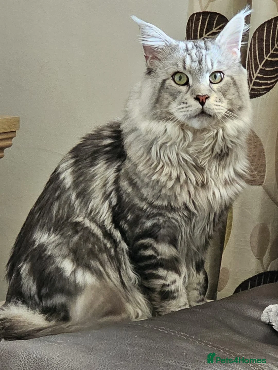 Maine Coon cats for stud: STUNNING SILVER MAINECOON FOR STUD - Advert 1