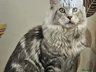 Maine Coon cats STUNNING SILVER MAINECOON FOR STUD - Advert 8