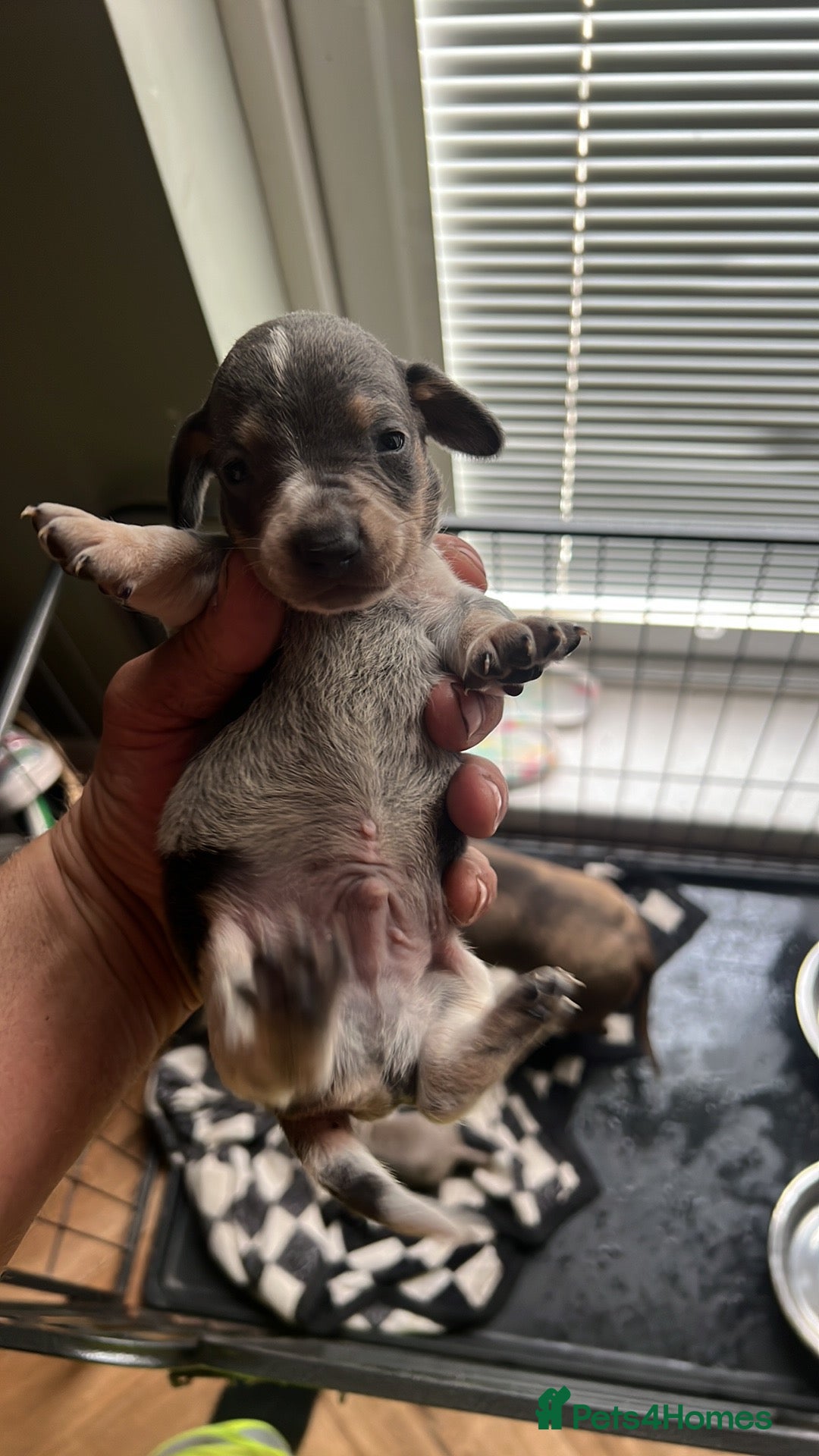 Miniature Dachshund dogs for sale: Miniature dachshund  - Image 25