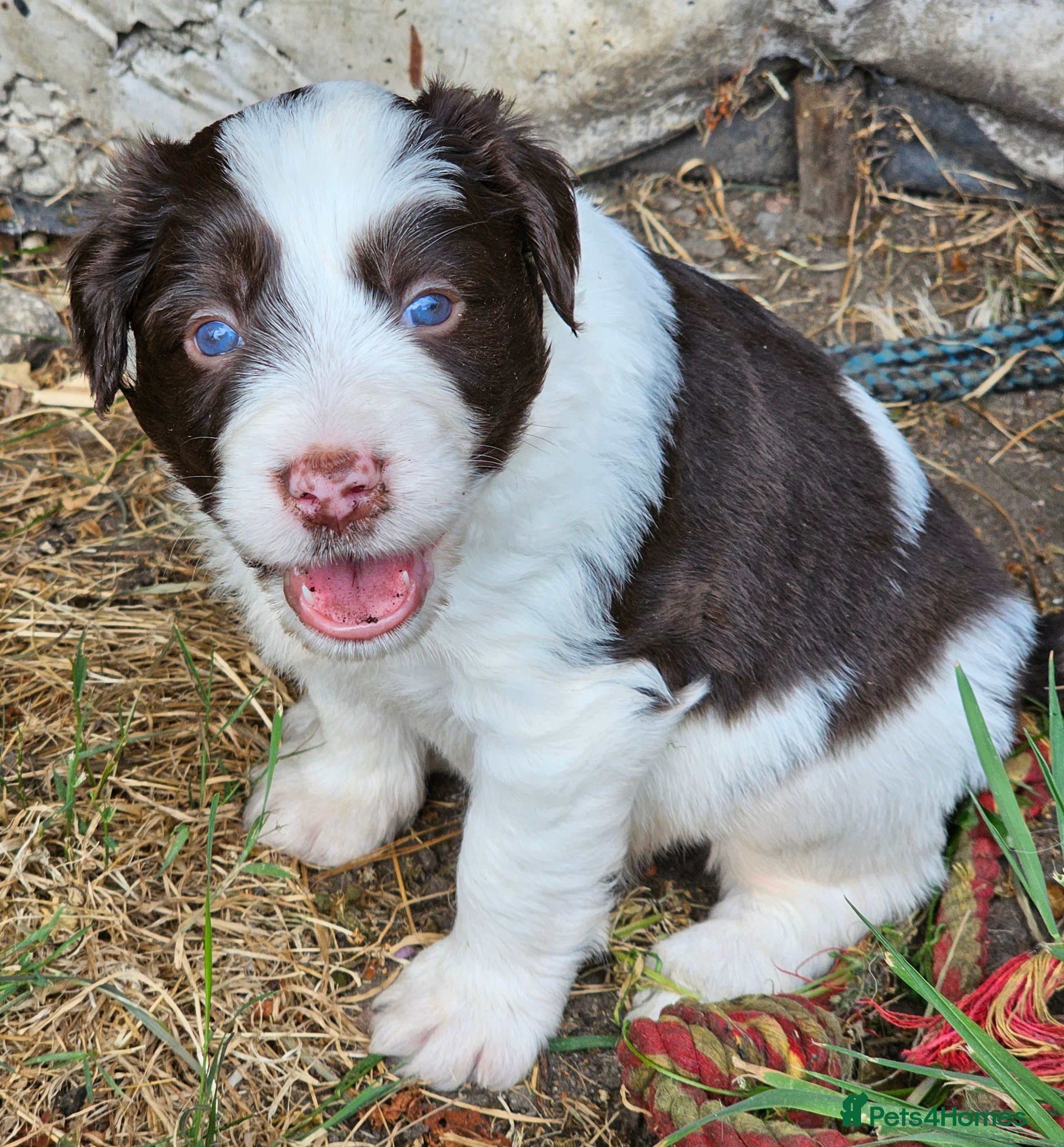 Mixed Breed dogs Handsome Black/white and brown/white boy puppies - Advert 2