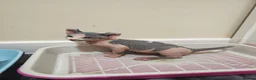 Sphynx cats for sale: Sphynx elf kittens for sale. Rare Calico girls.  - Advert 20
