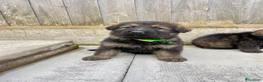 German Shepherd Puppy 3 Green collar