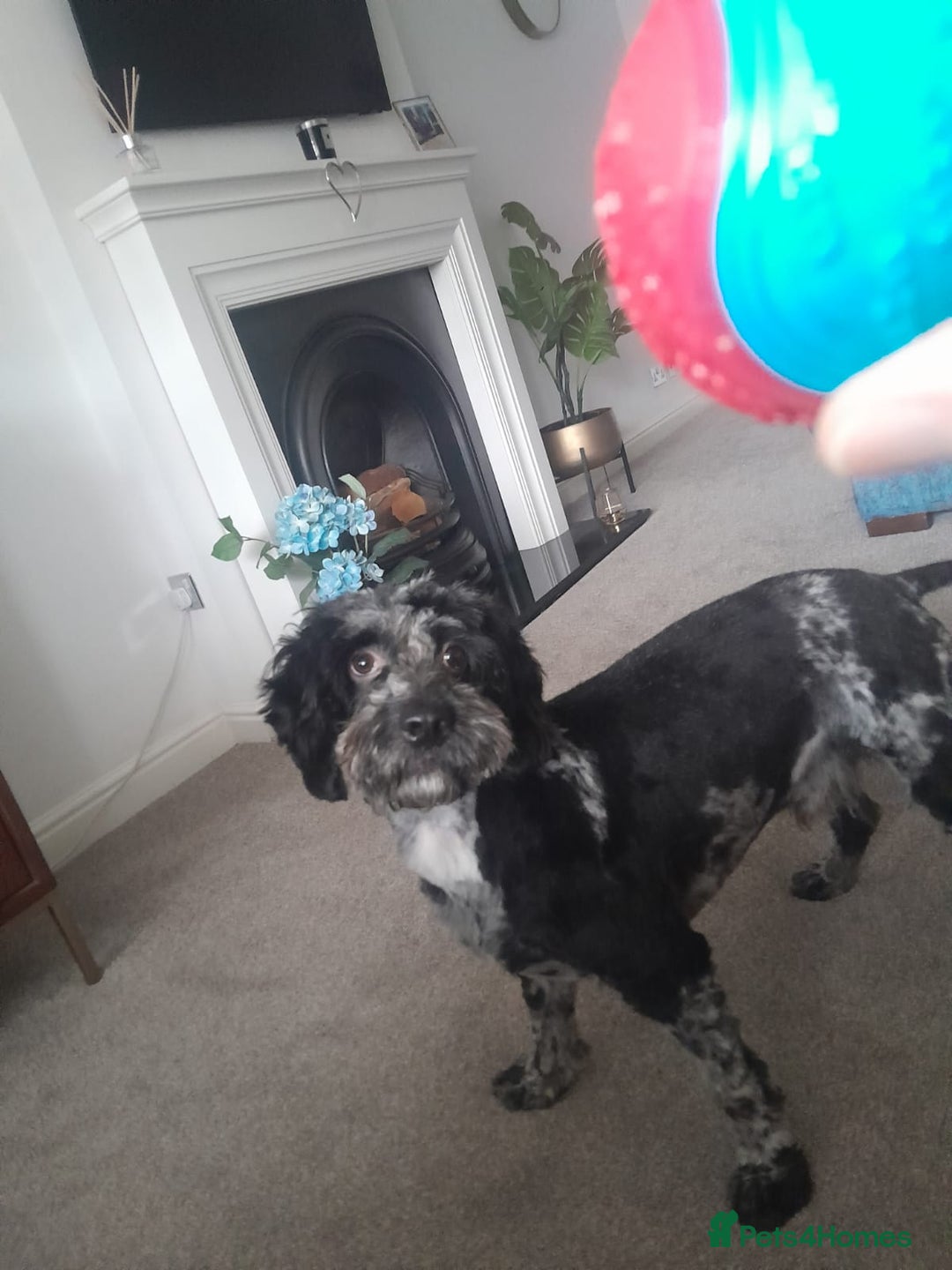 Cockapoo dogs for sale: Male, cockerpoo  - Image 5