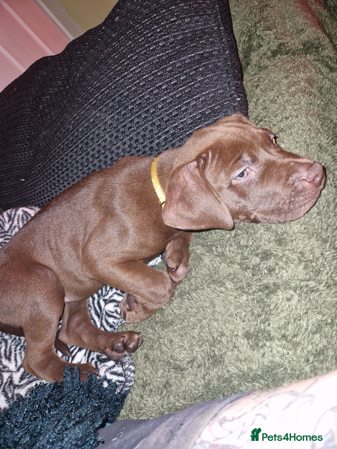 Mixed Breed dogs for sale: Doberman/labrador x american bulldog/english staff - Advert 31