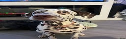 Dalmatian dogs for sale: River  - Advert 3