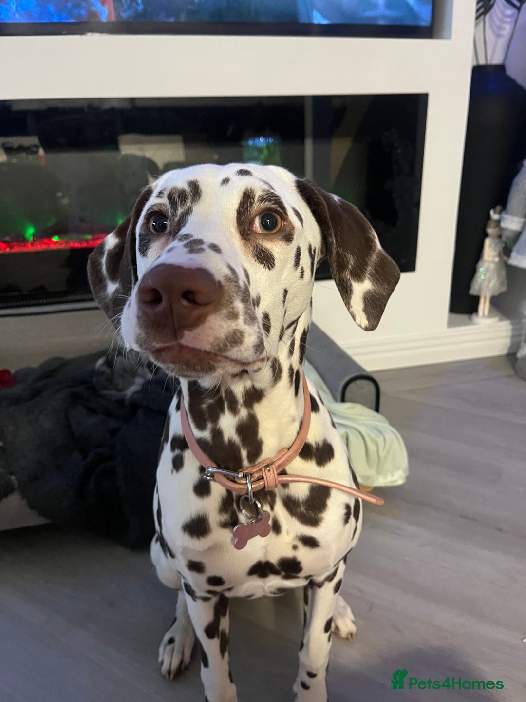 Dalmatian dogs for sale: River  - Advert 3