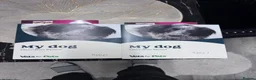 Pomeranian dogs for sale: Pomeranian female ready now in Coventry - Advert 7