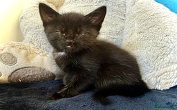 Mixed Breed cats for sale: Beautiful siamese mix kittens - Image 20