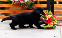 German Shepherd dogs for sale: BLACK LONGHAIRED GSD PUPPIES KC REGISTERED in Manchester - Image 6