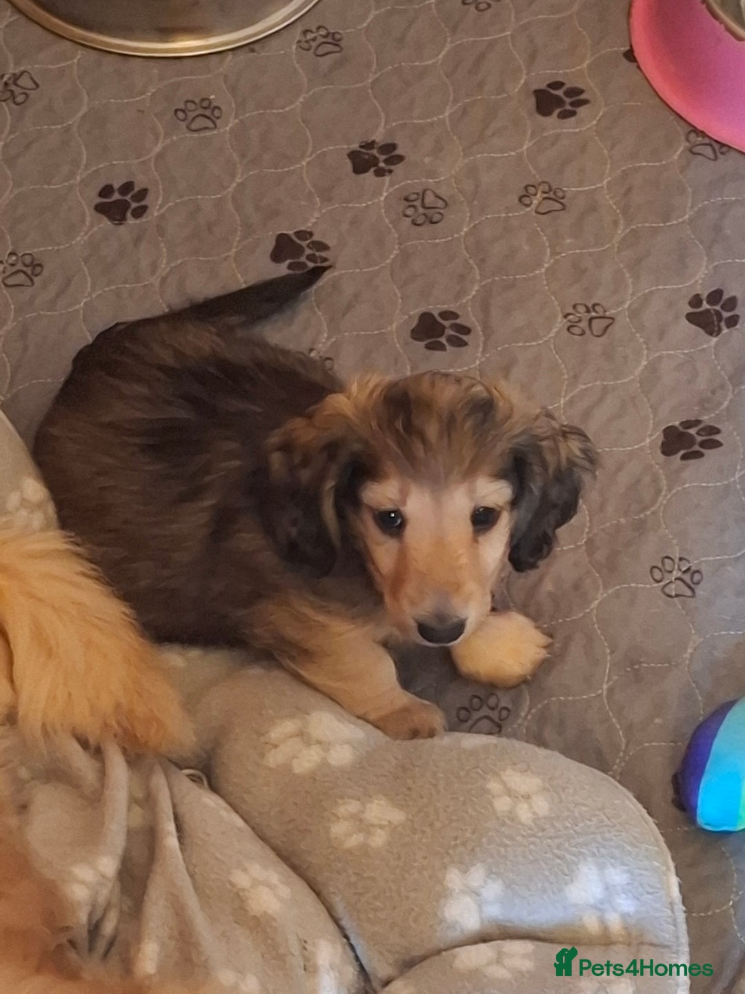 Miniature Dachshund dogs for sale: Long haired Shaded Cream Boy  in Banwell - Image 8