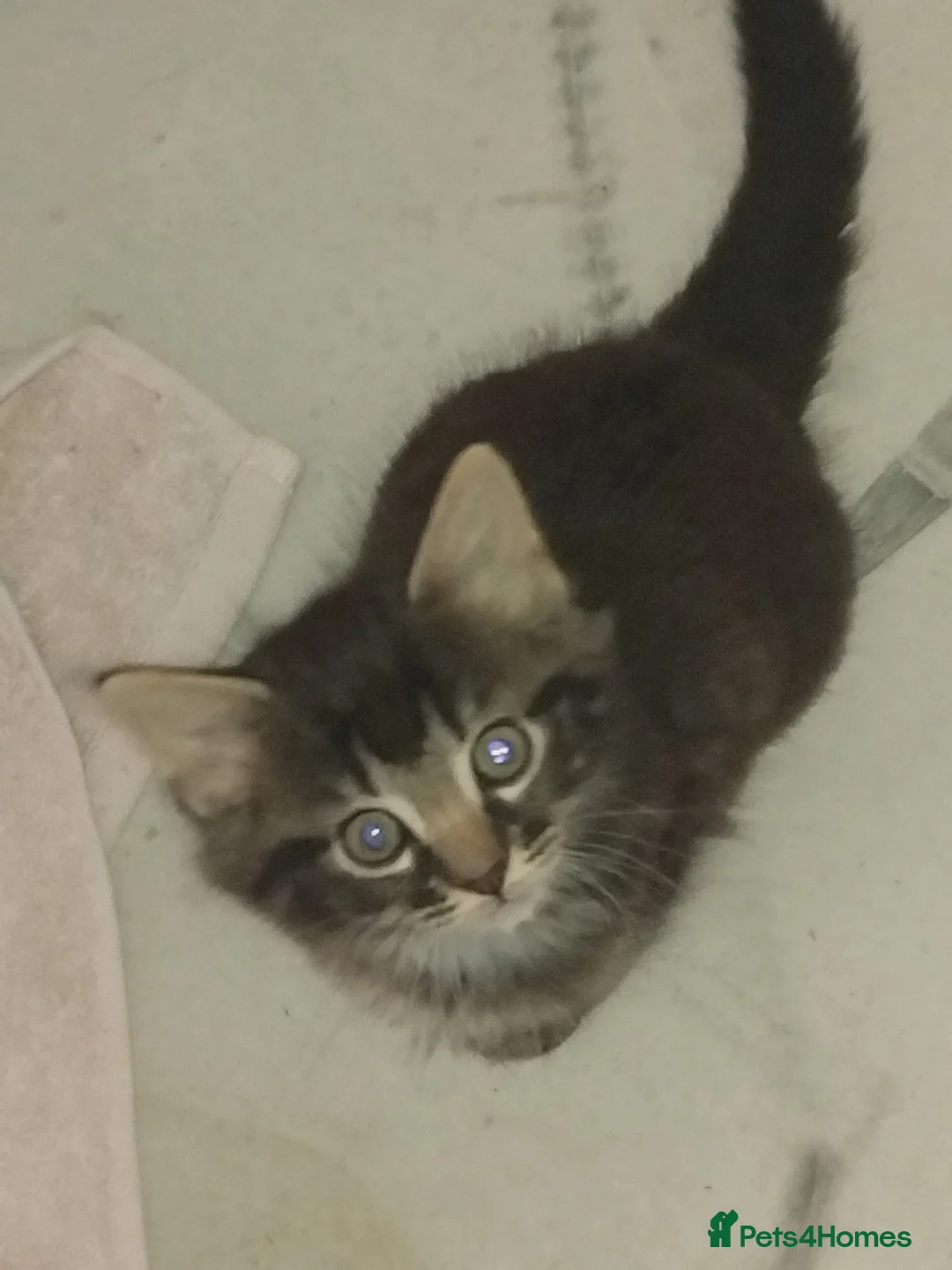Mixed Breed cats for sale: LAST KITTEN AVAILABLE  in Norwich - Advert 2