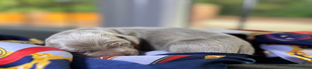 Weimaraner Puppy 6 