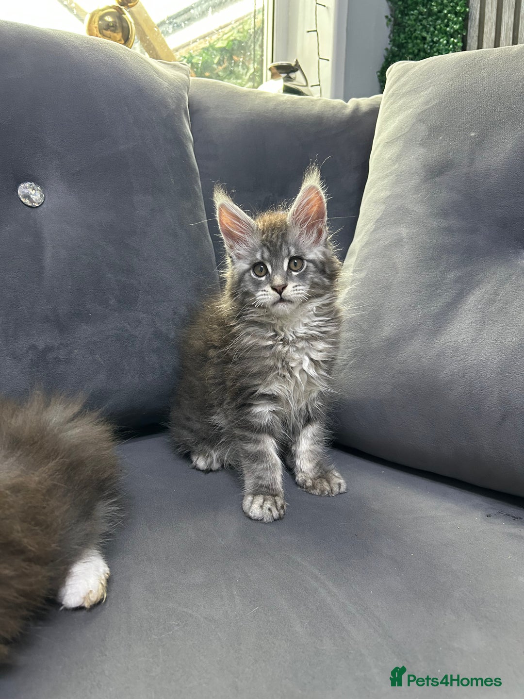 Maine Coon cats for sale: Maine Coon kitten  - Image 13