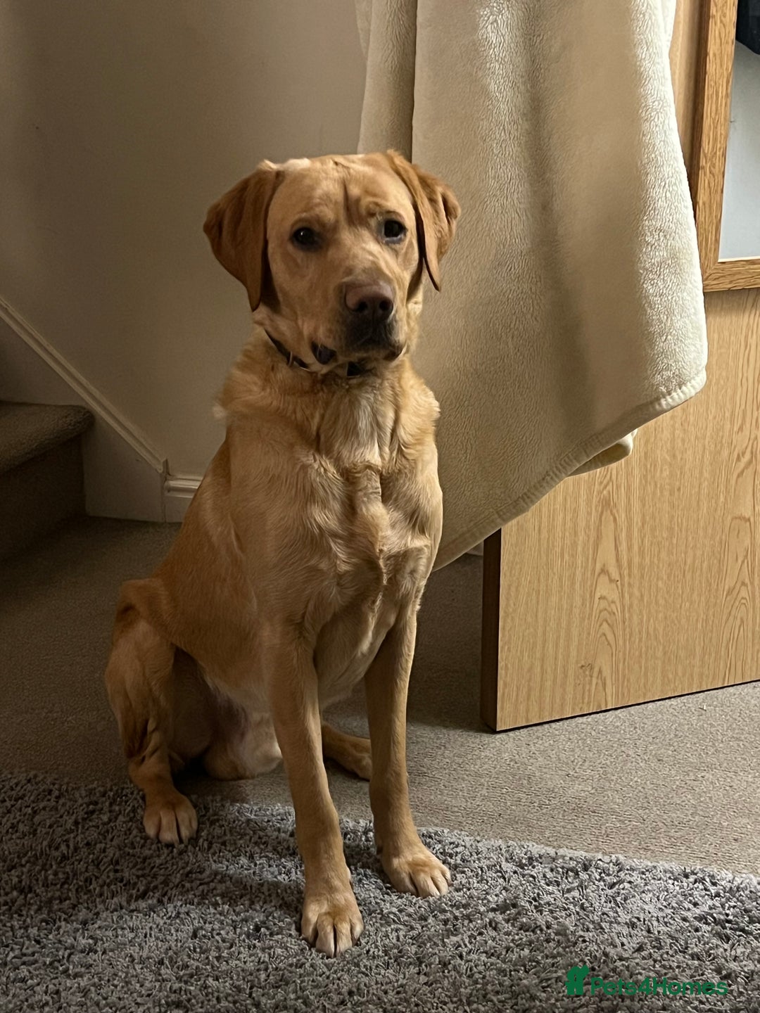 Labrador Retriever dogs for sale: Diego  - Image 4
