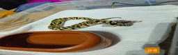 Python Snake reptiles for sale: spotnose and clown ball pythons  - Advert 14