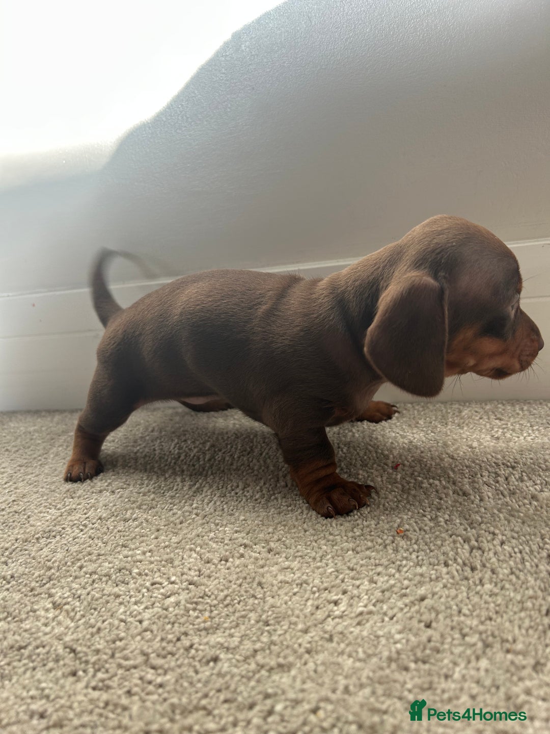 Miniature Dachshund dogs for sale: Miniature Dachshund babies  - Advert 22