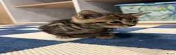 Mixed Breed cats for sale: Tabby kitten for sale  - Advert 4