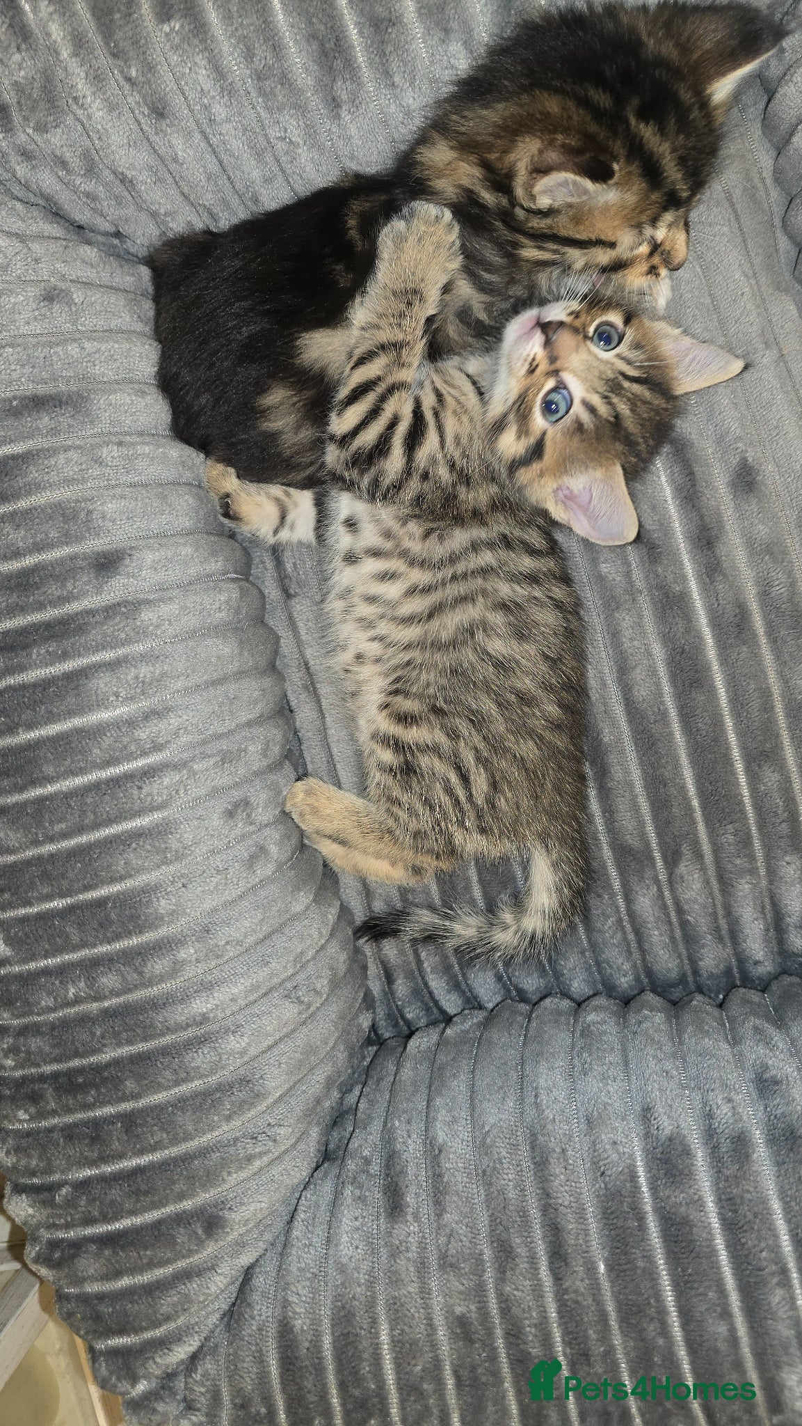 Mixed Breed cats Grey, spotty kitten- no breed  - Advert 4