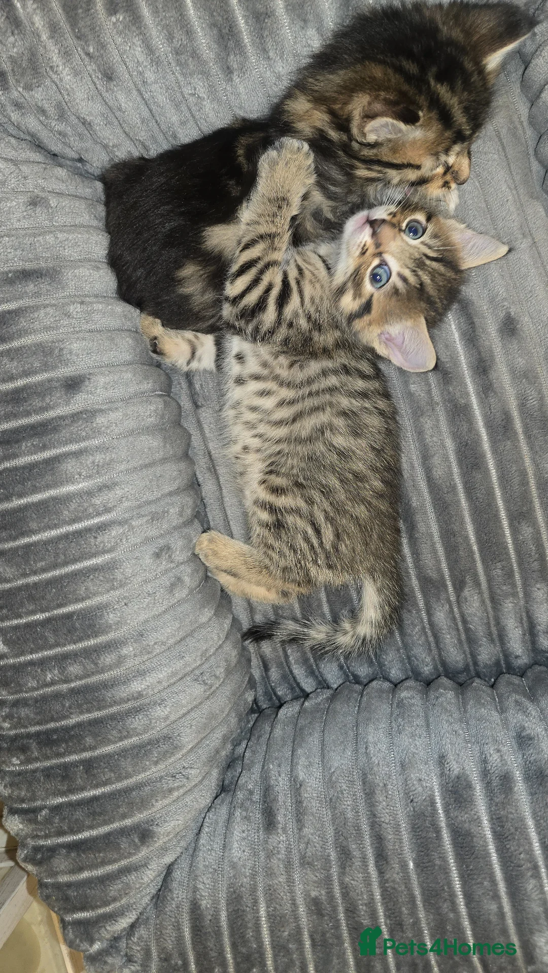 Mixed Breed cats for sale: Grey, spotty kitten- no breed  in Yeovil - Advert 1