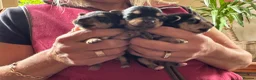 Mixed Breed dogs for sale: Norfolk x mini Dachs puppies - Advert 20