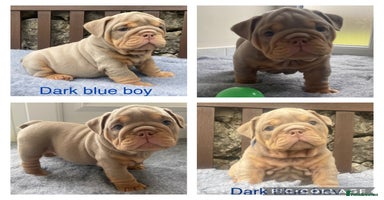 English Bulldog dogs - Advert 14
