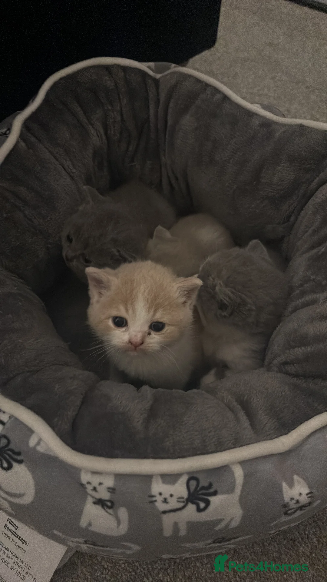 British Shorthair cats for sale: Pure Bred British Shorthair kittens x 4 - Advert 14